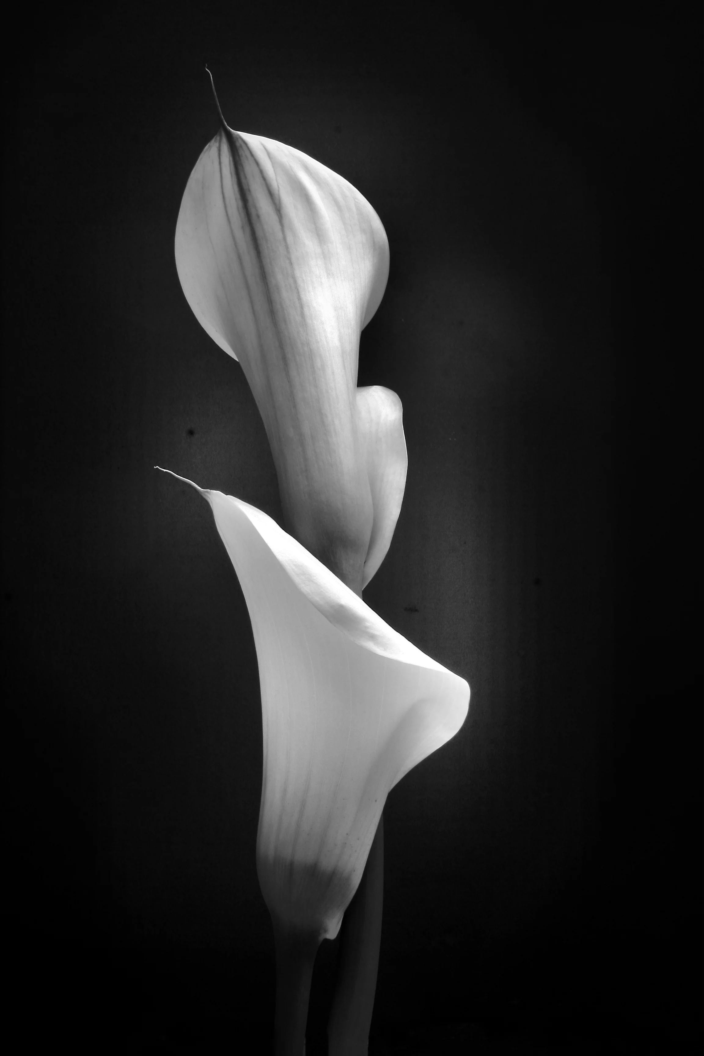 Arums - Image 2