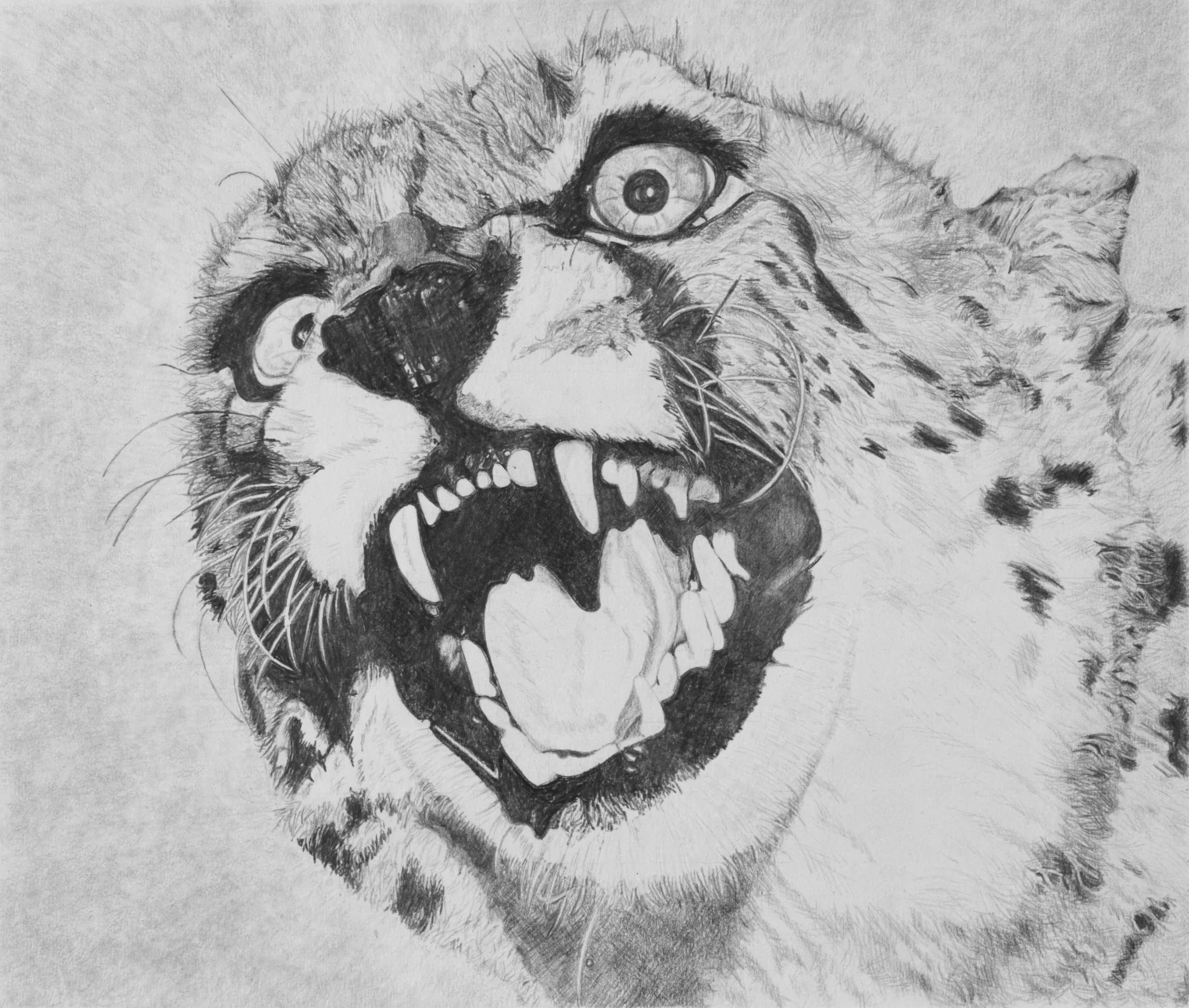 Cheetah Pencil Drawing