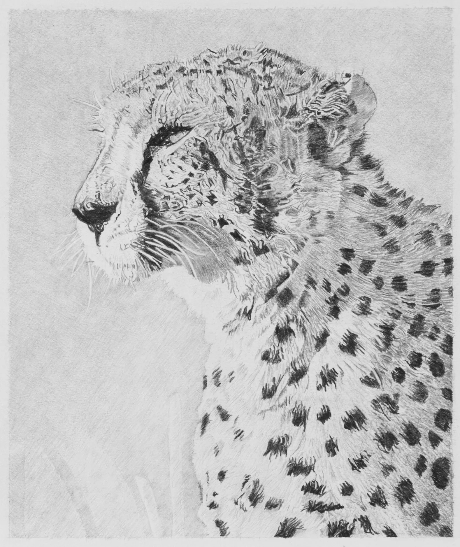 Cheetah Pencil Drawing