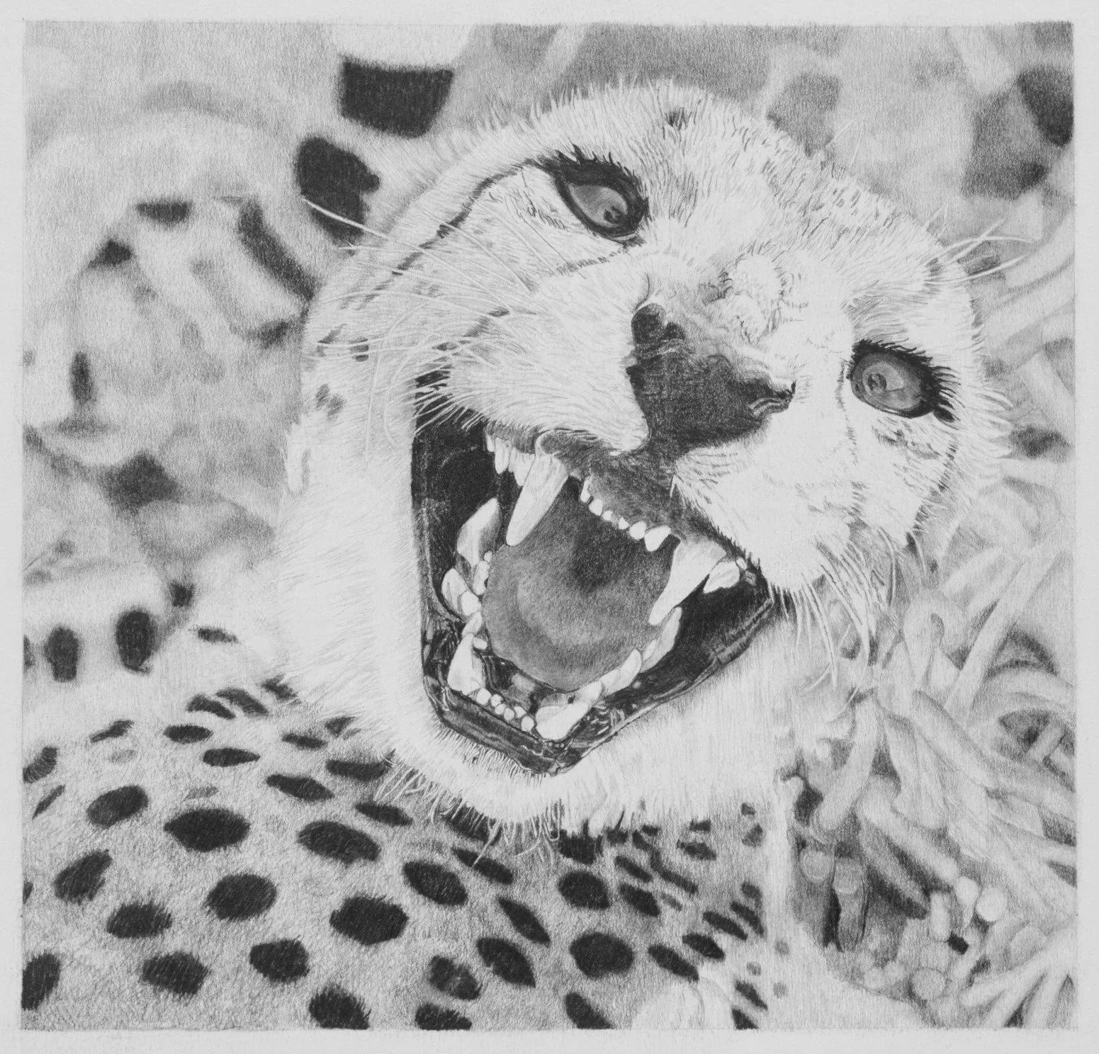 Cheetah Pencil Drawing