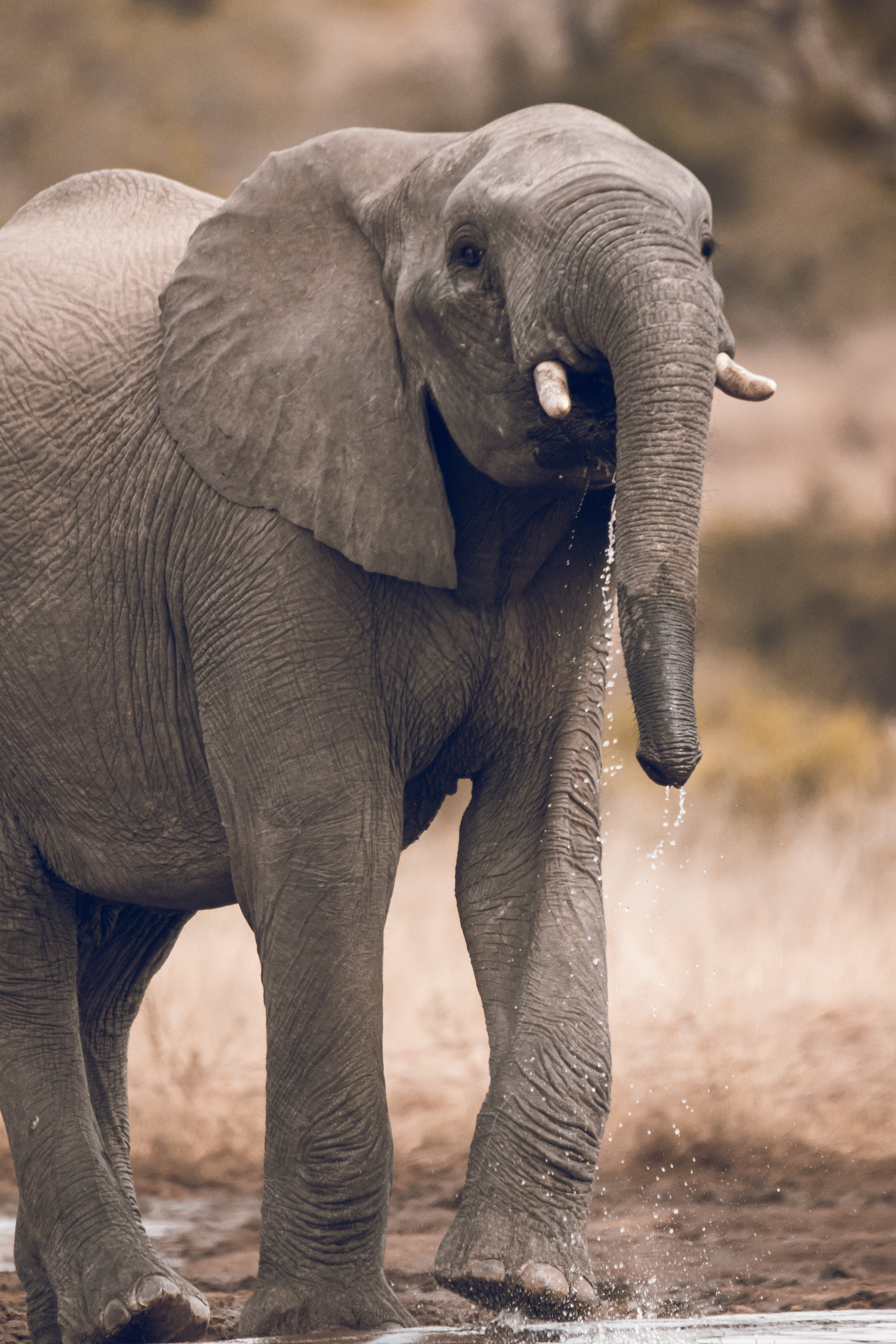 Elephant Print: 10 - Image 2