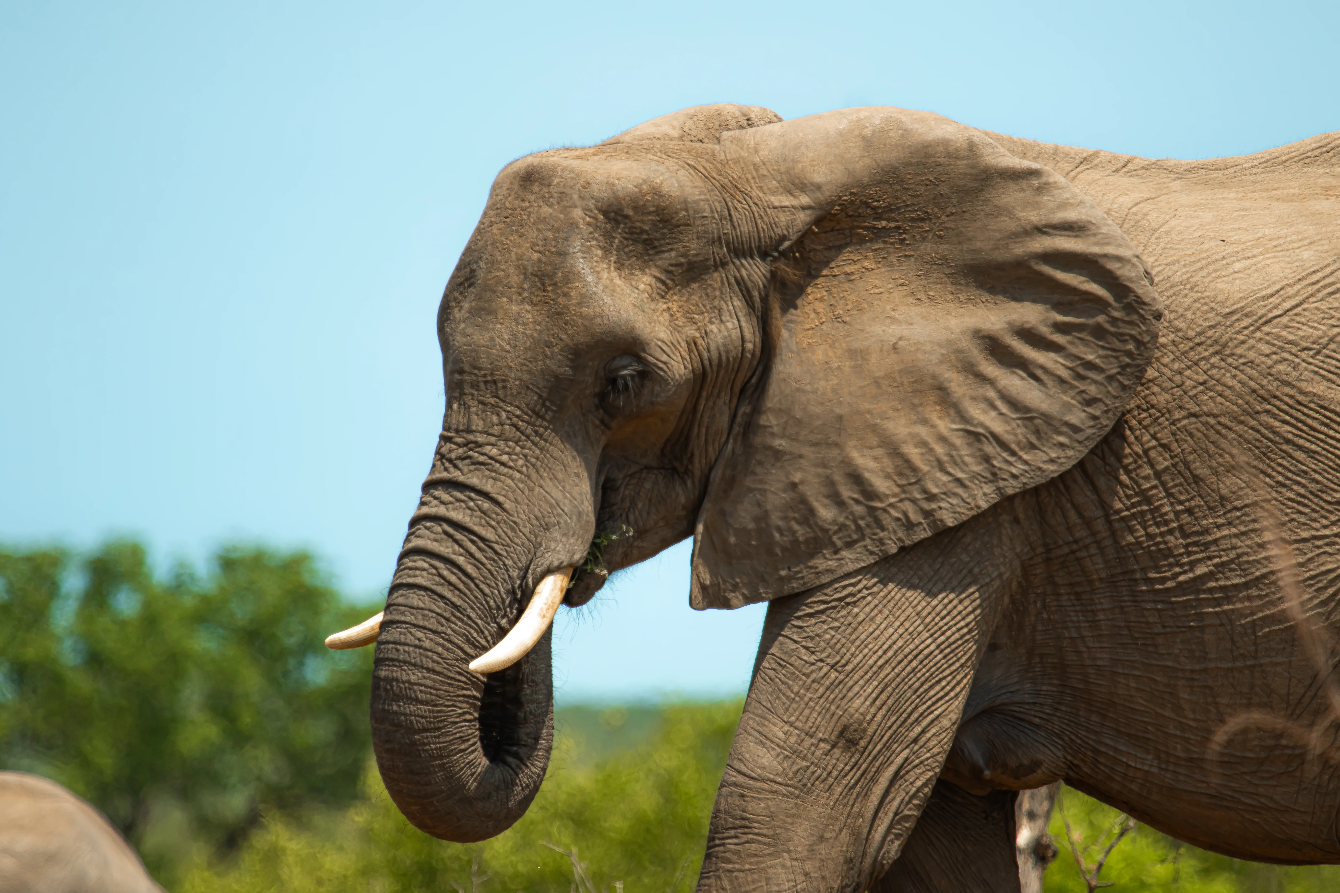 Elephant Print: 11 - Image 2
