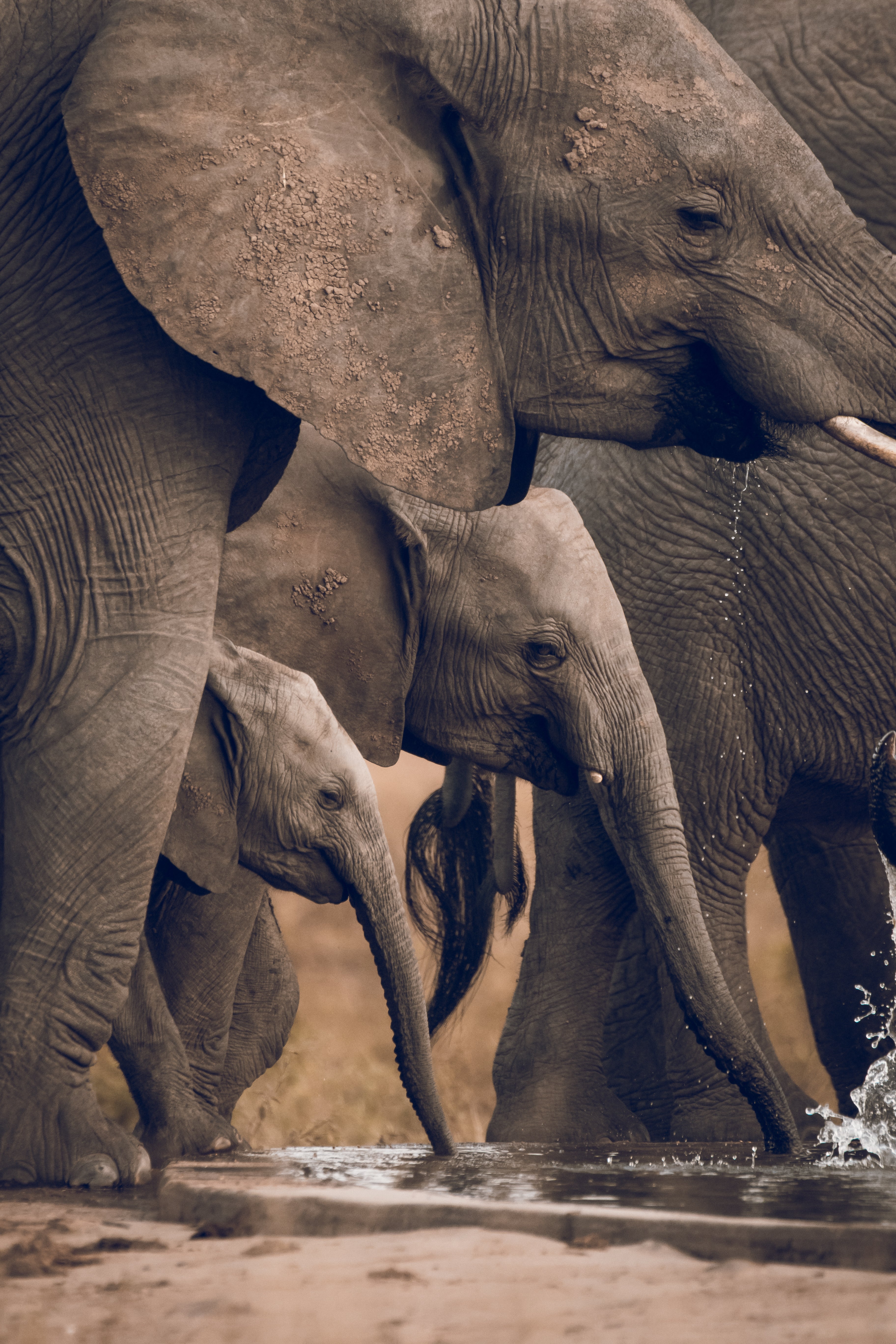 Elephant Print: 12 - Image 2