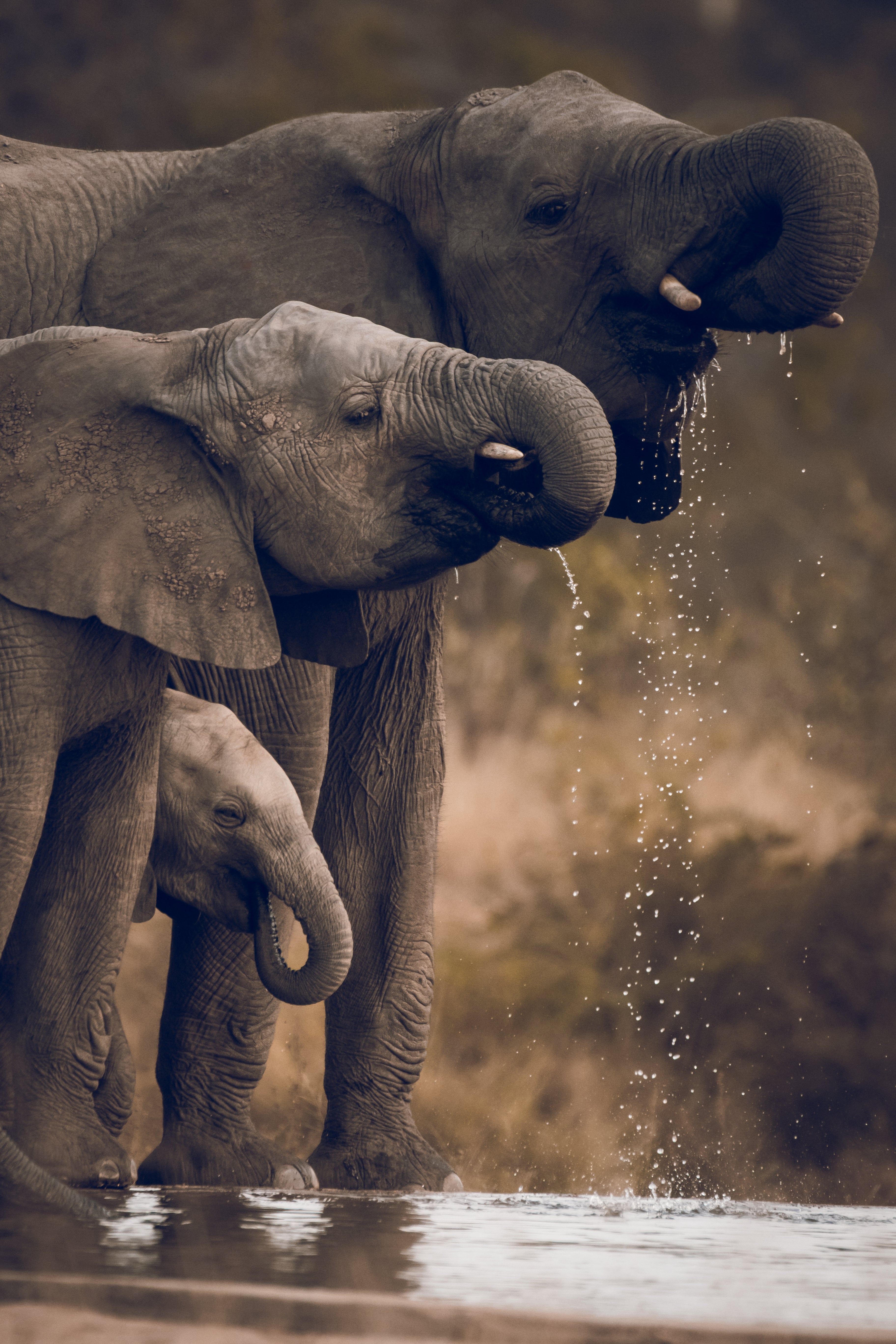 Elephant Print: 13 - Image 2