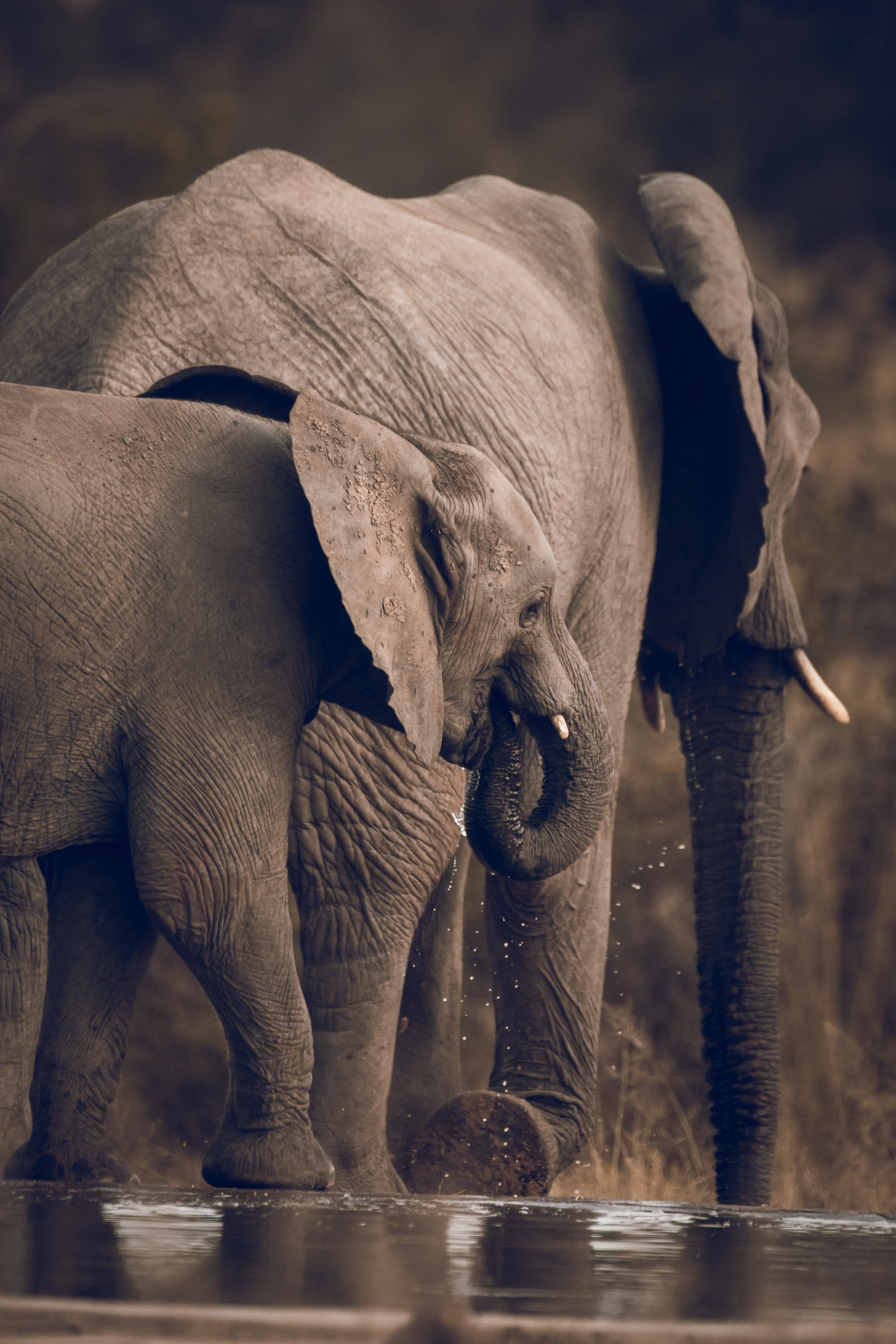 Elephant Print: 14 - Image 2