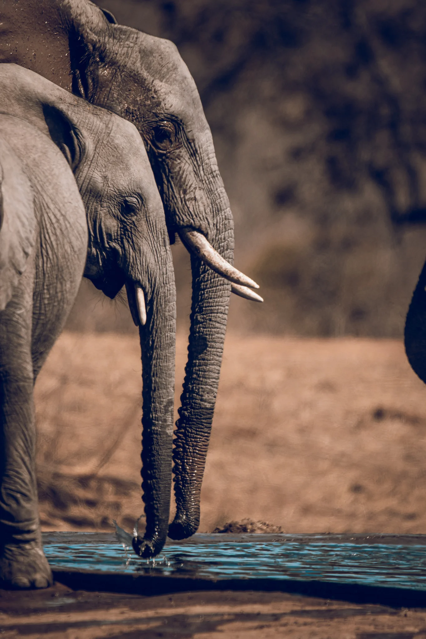 Elephant Print: 16 - Image 2