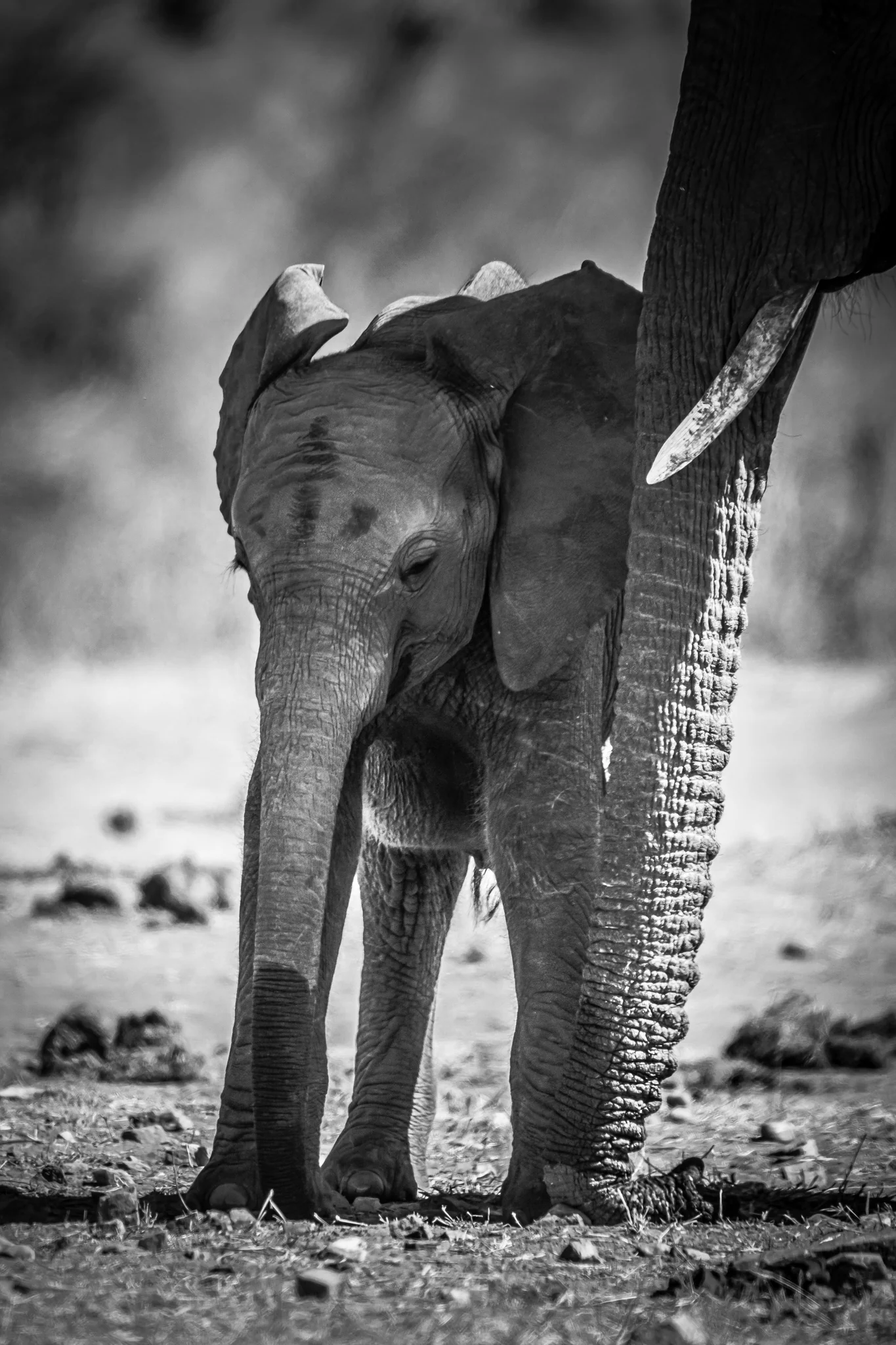 Elephant Print: 17 - Image 2