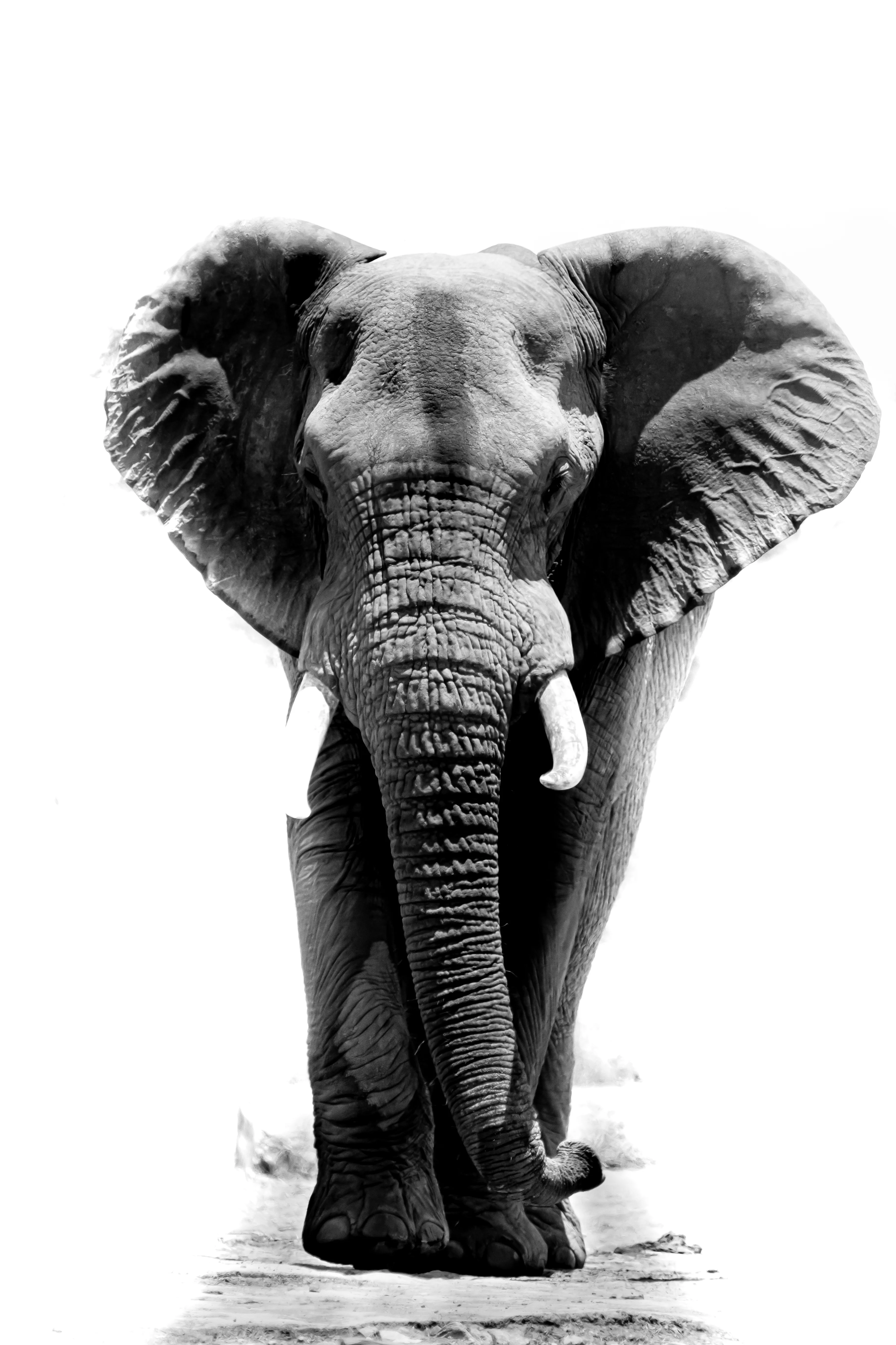 Elephant Print: 18 - Image 2