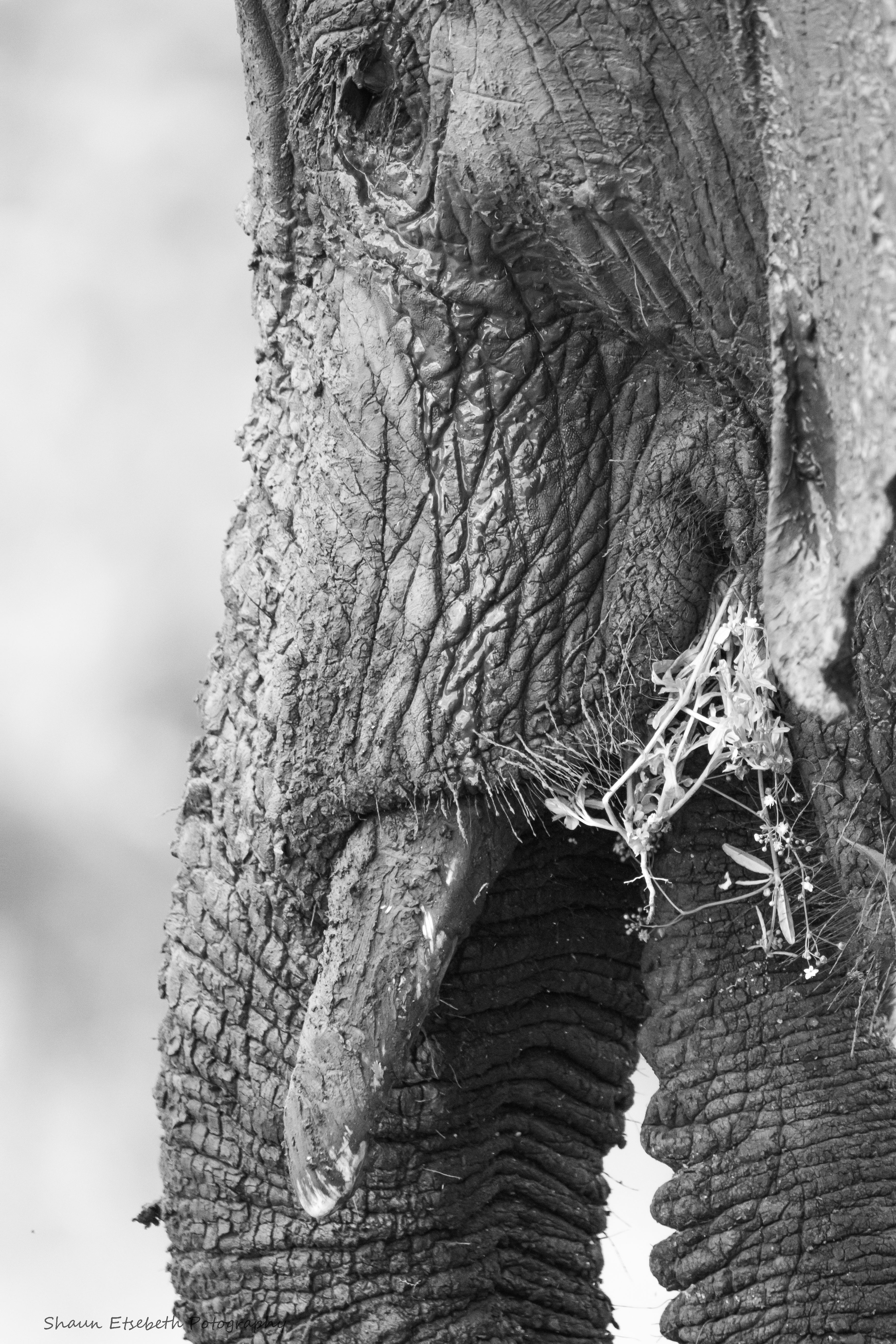 Elephant Print: 2 - Image 2