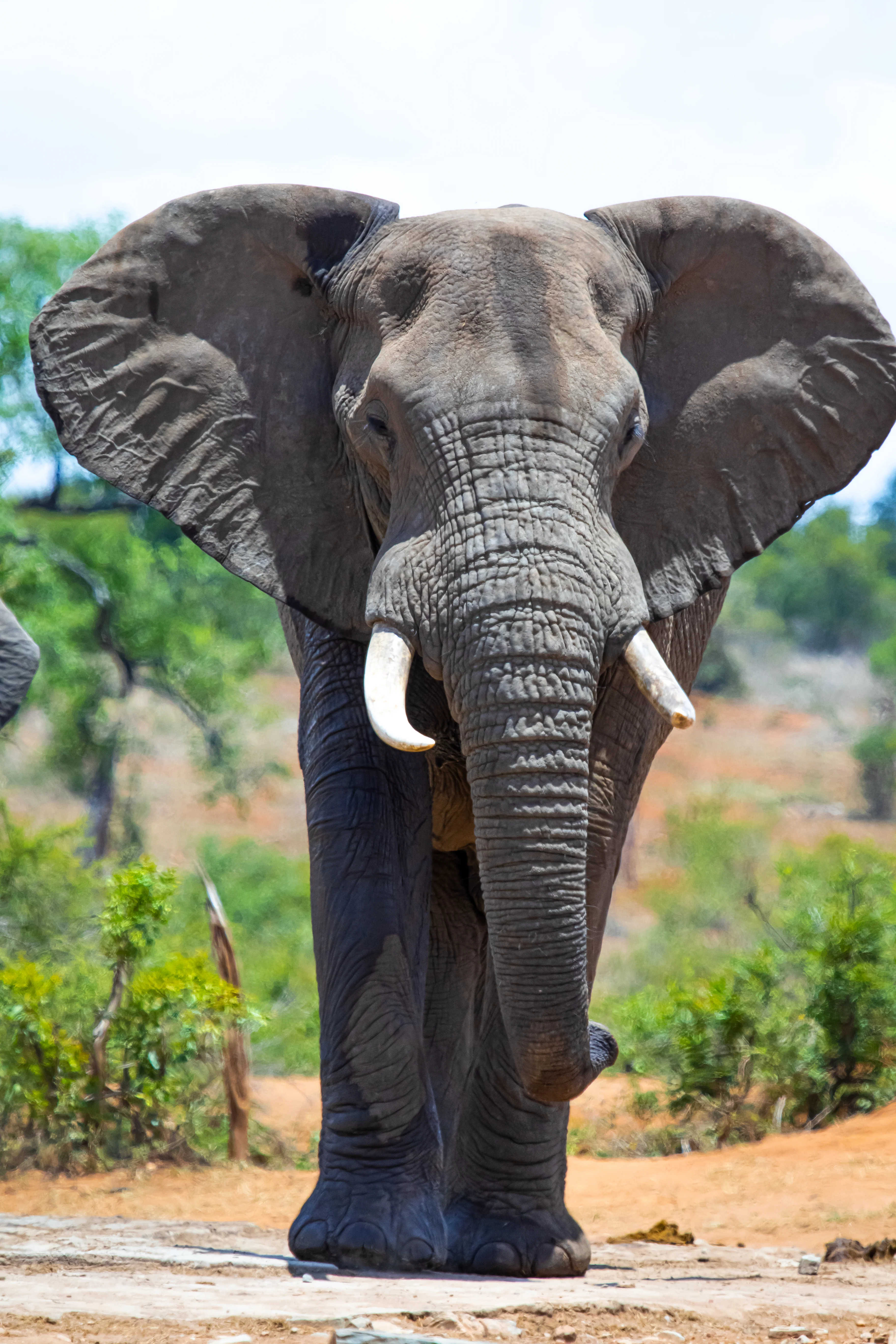 Elephant Print: 20 - Image 2