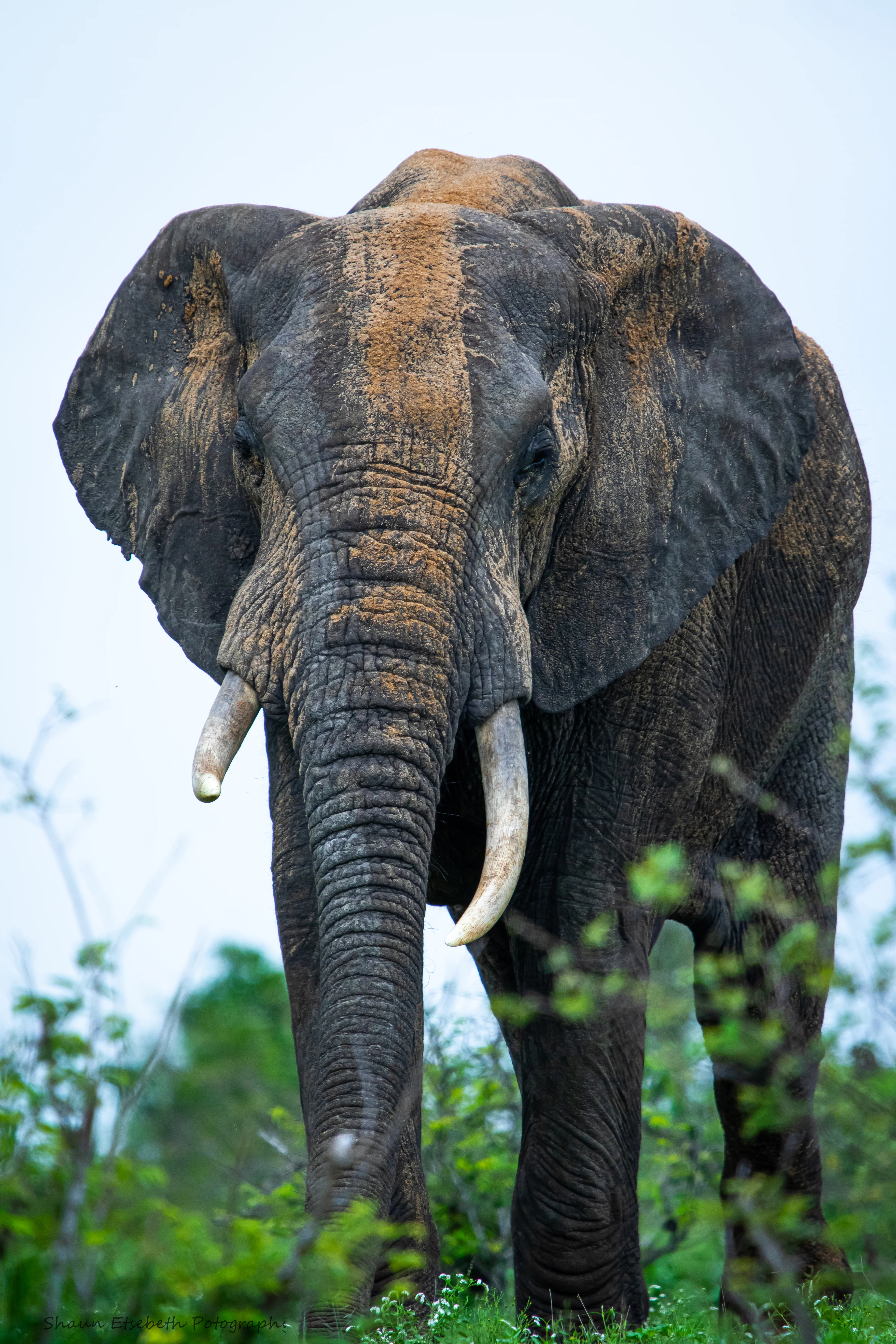 Elephant Print: 22 - Image 2