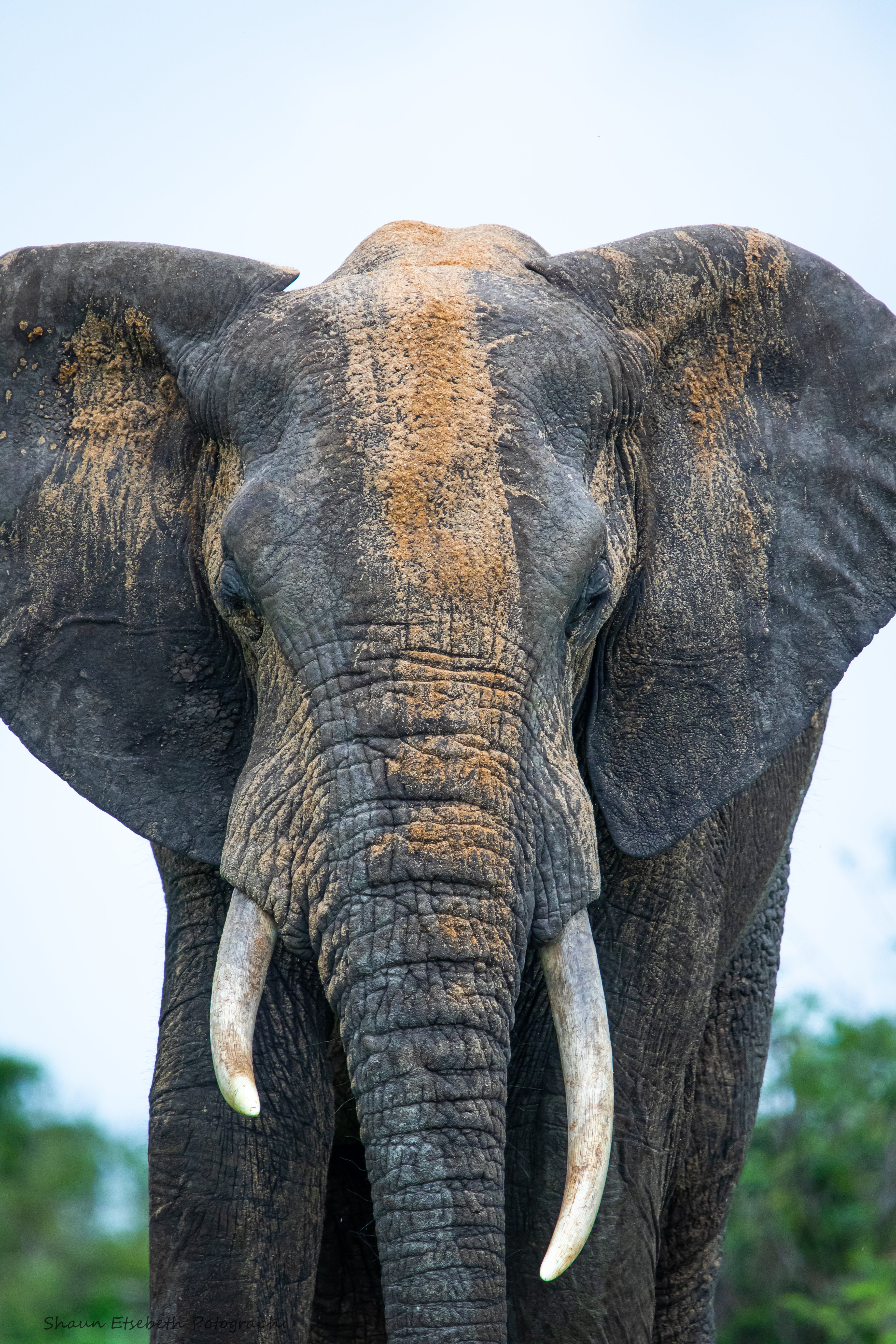 Elephant Print: 24 - Image 2
