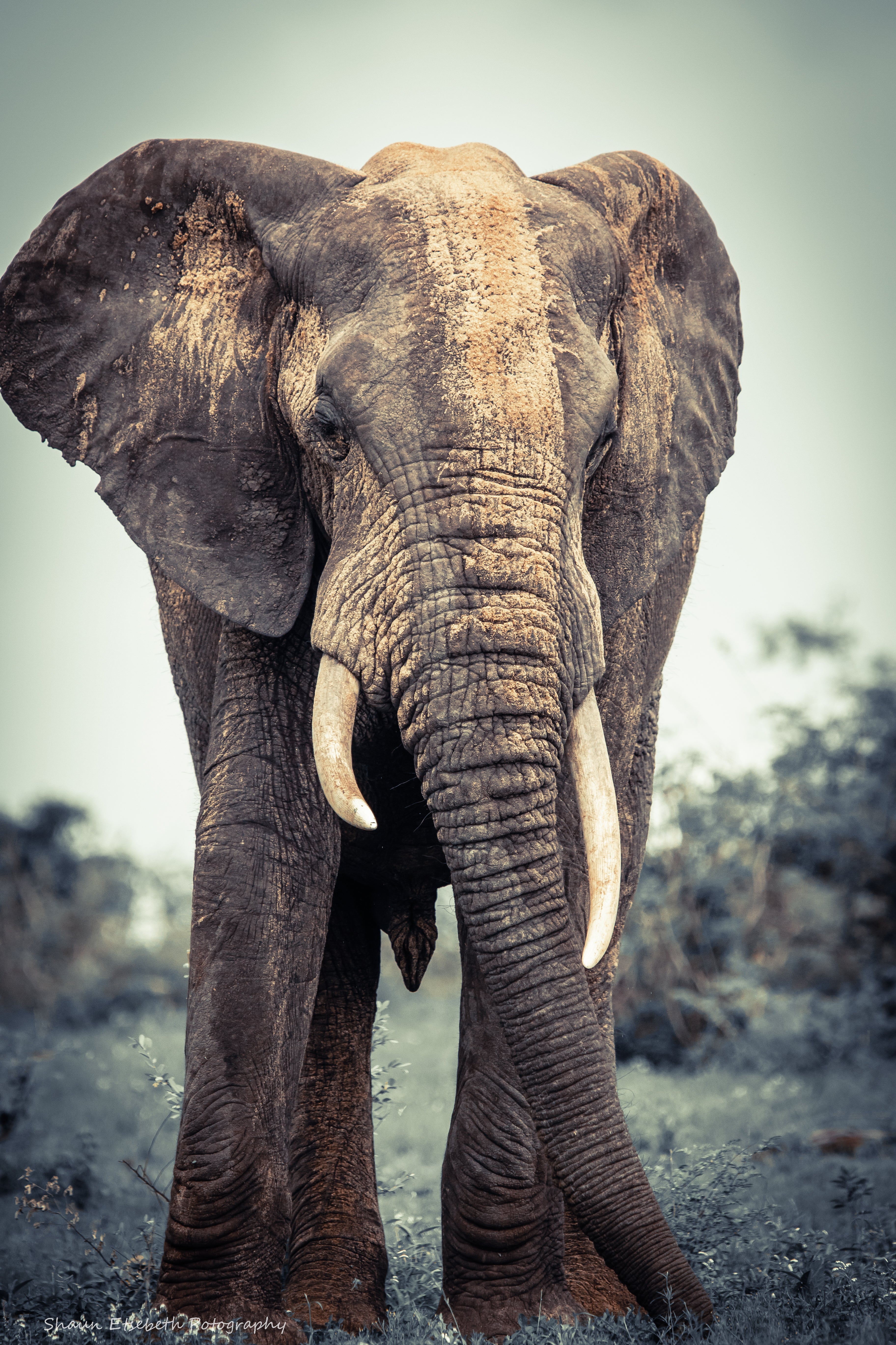 Elephant Print: 25 - Image 2