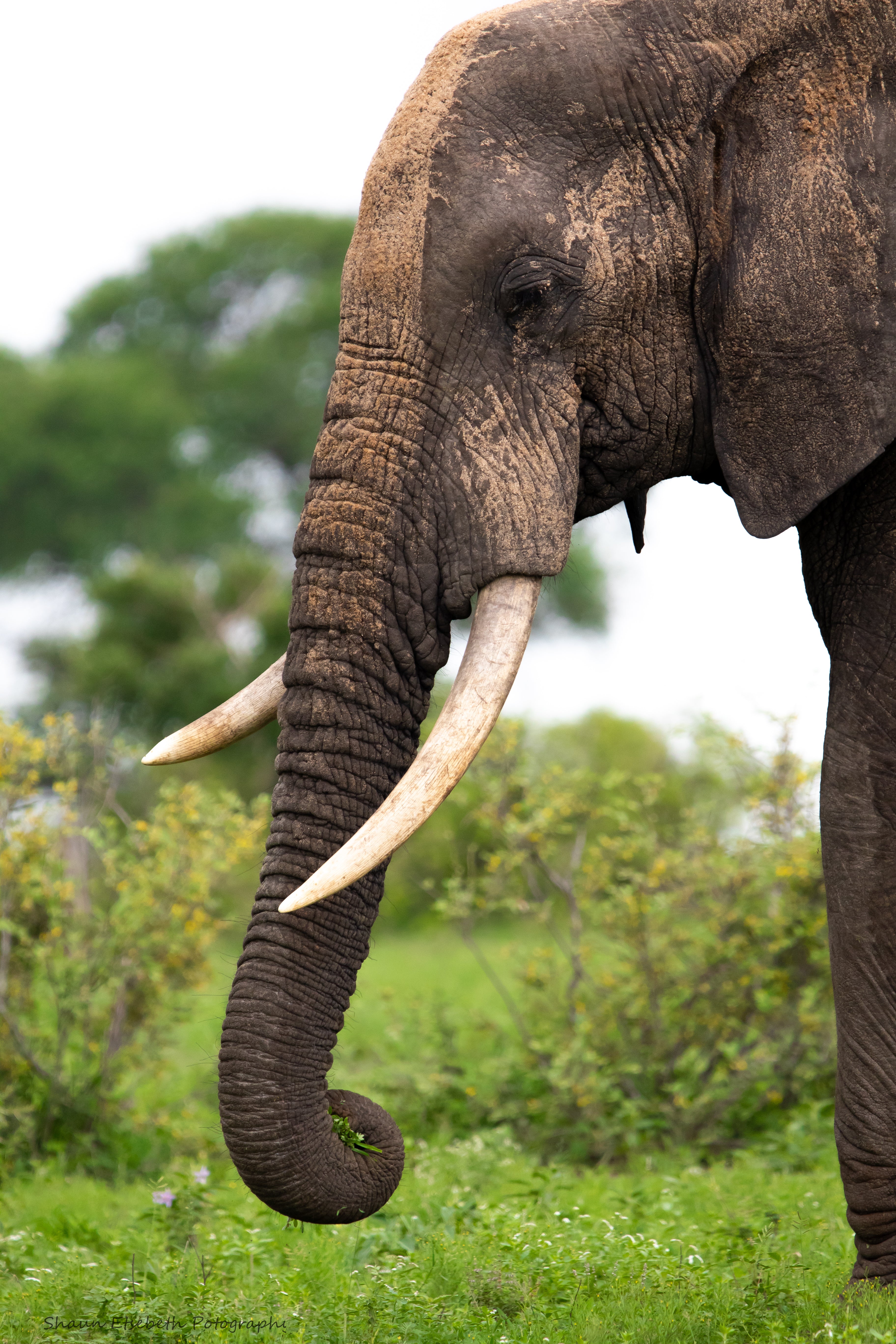 Elephant Print: 26 - Image 2