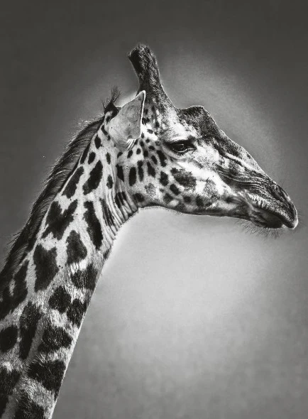 Giraffe Print: 2 - Image 2