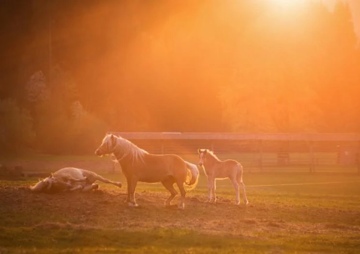 Horses in sunset light - Image 2