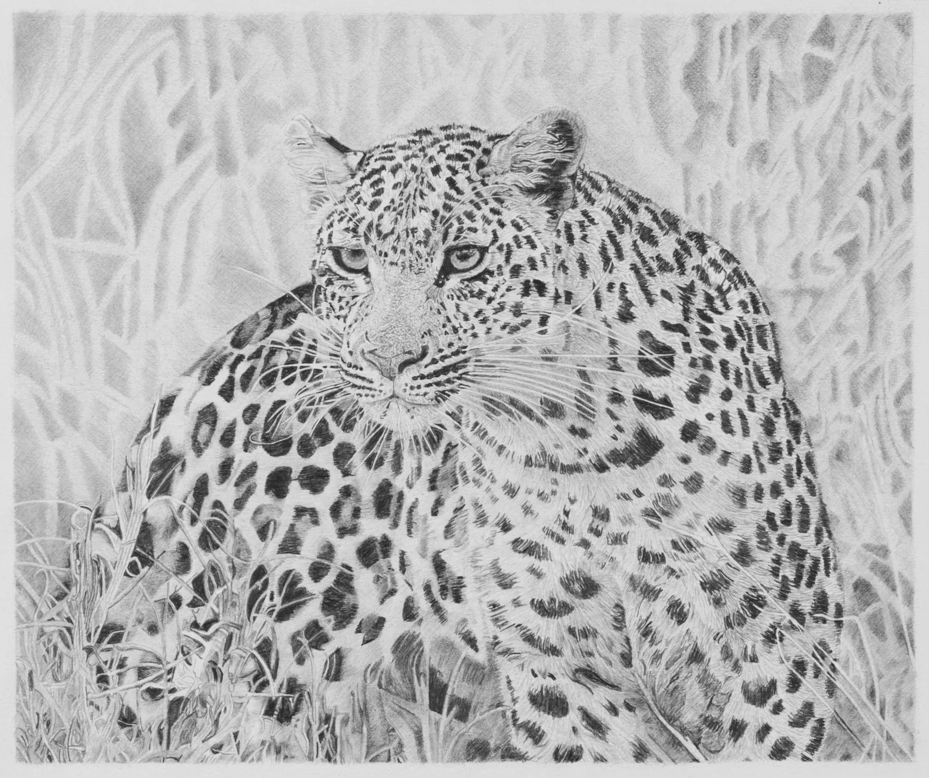 Leopard Pencil Drawing