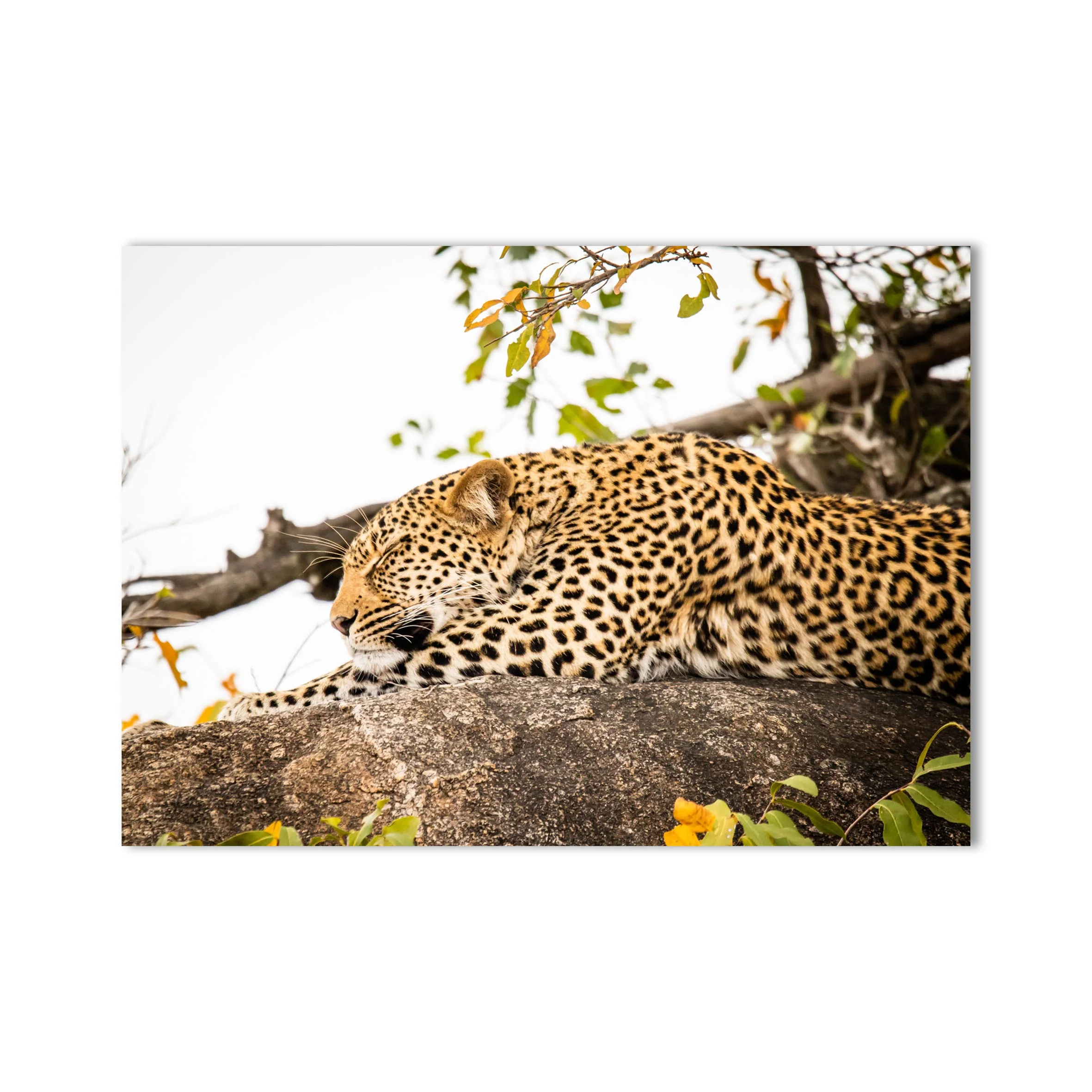 Lepard Print: 10 - Image 2