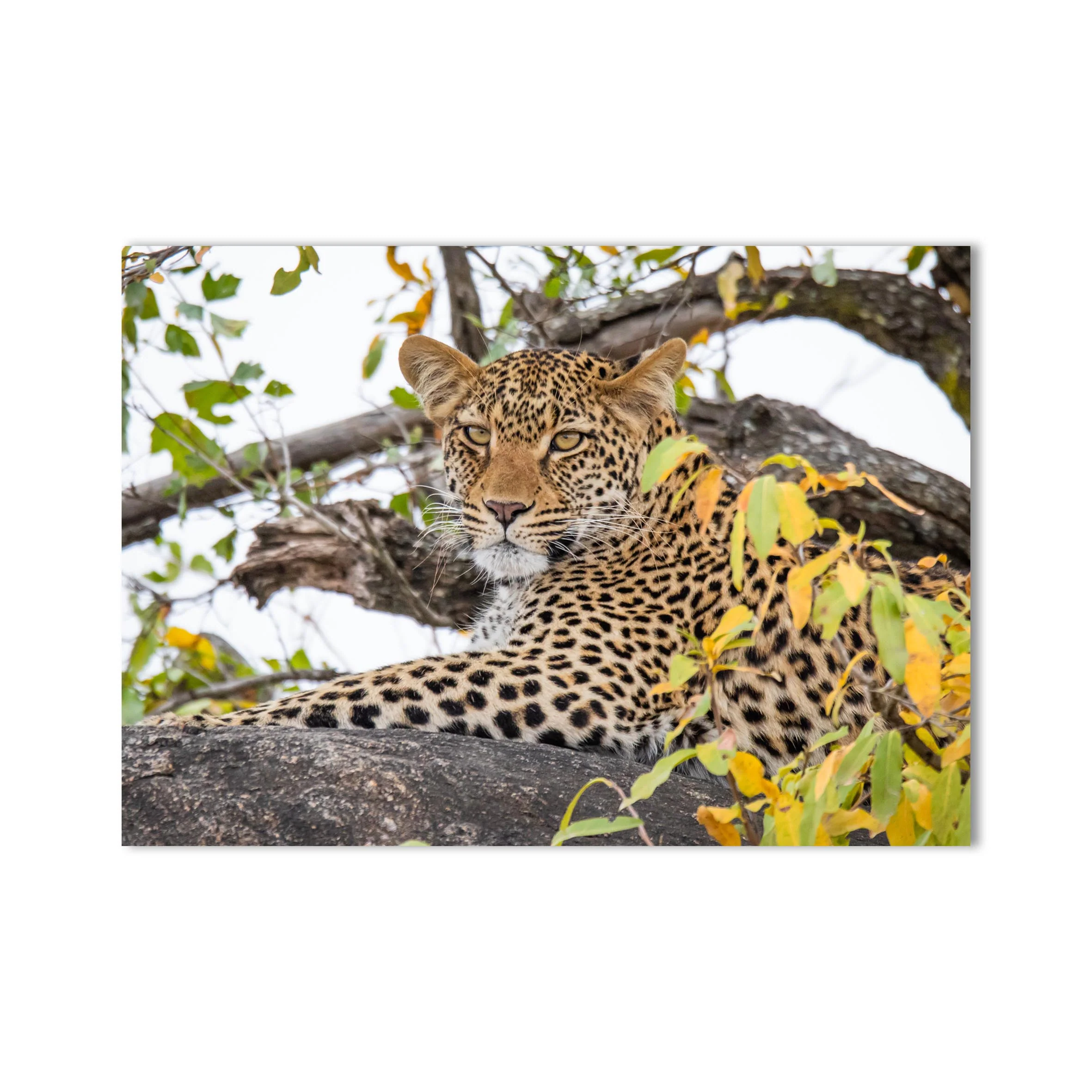 Lepard Print: 11 - Image 2