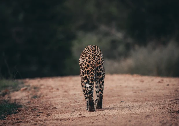 Lepard Print: 12 - Image 2