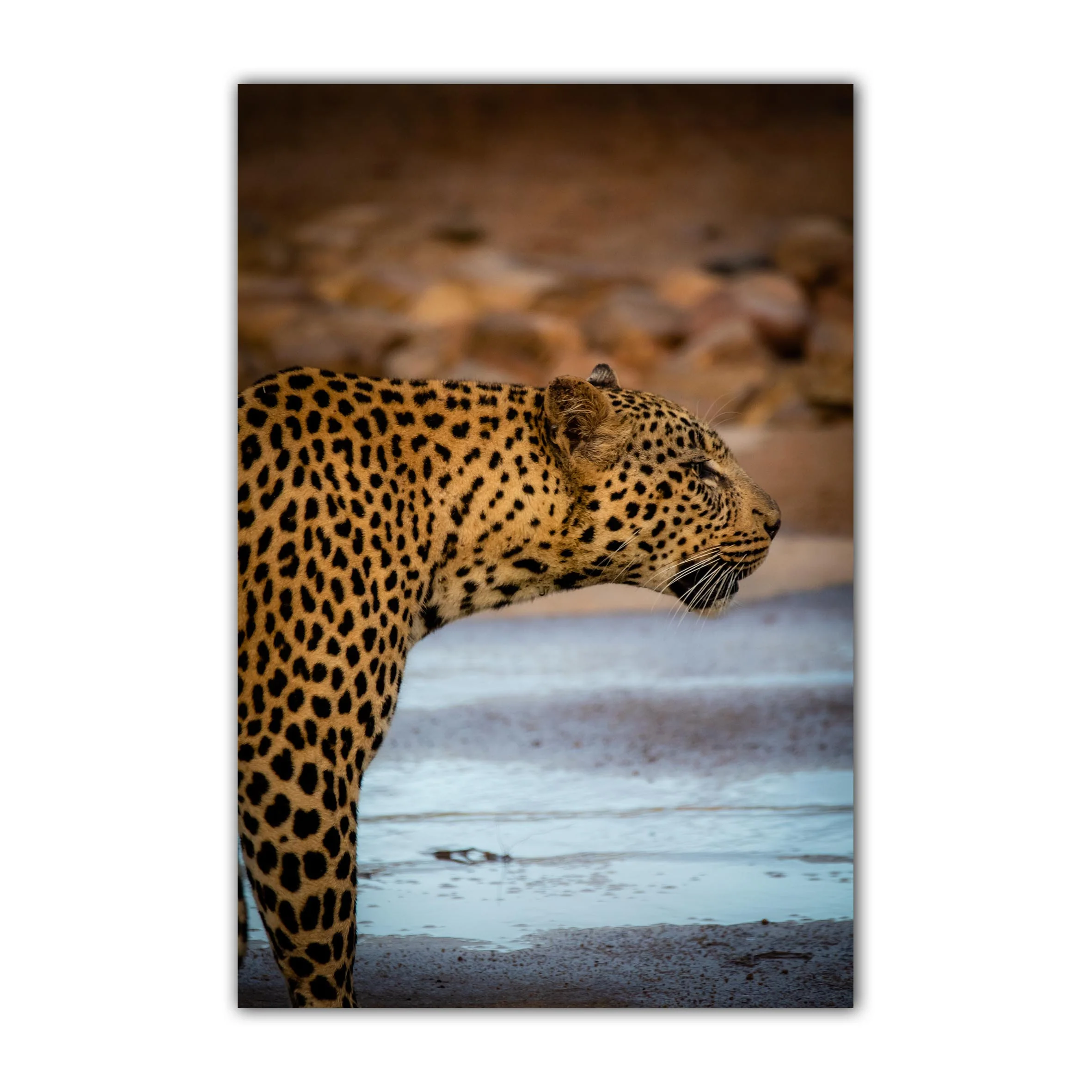 Lepard Print: 14 - Image 2