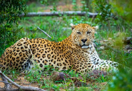 Lepard Print: 24 - Image 2