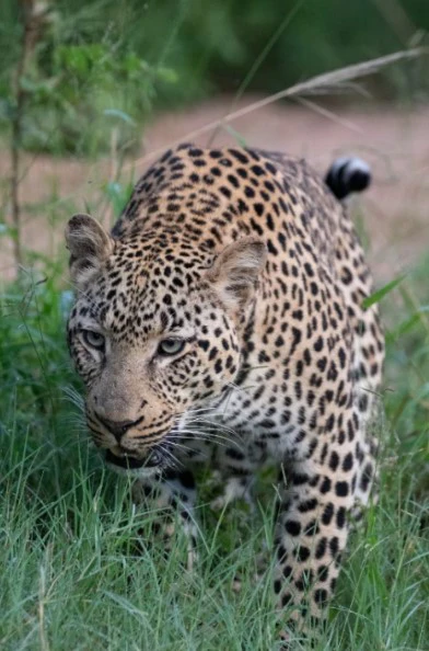 Lepard Print: 25 - Image 2