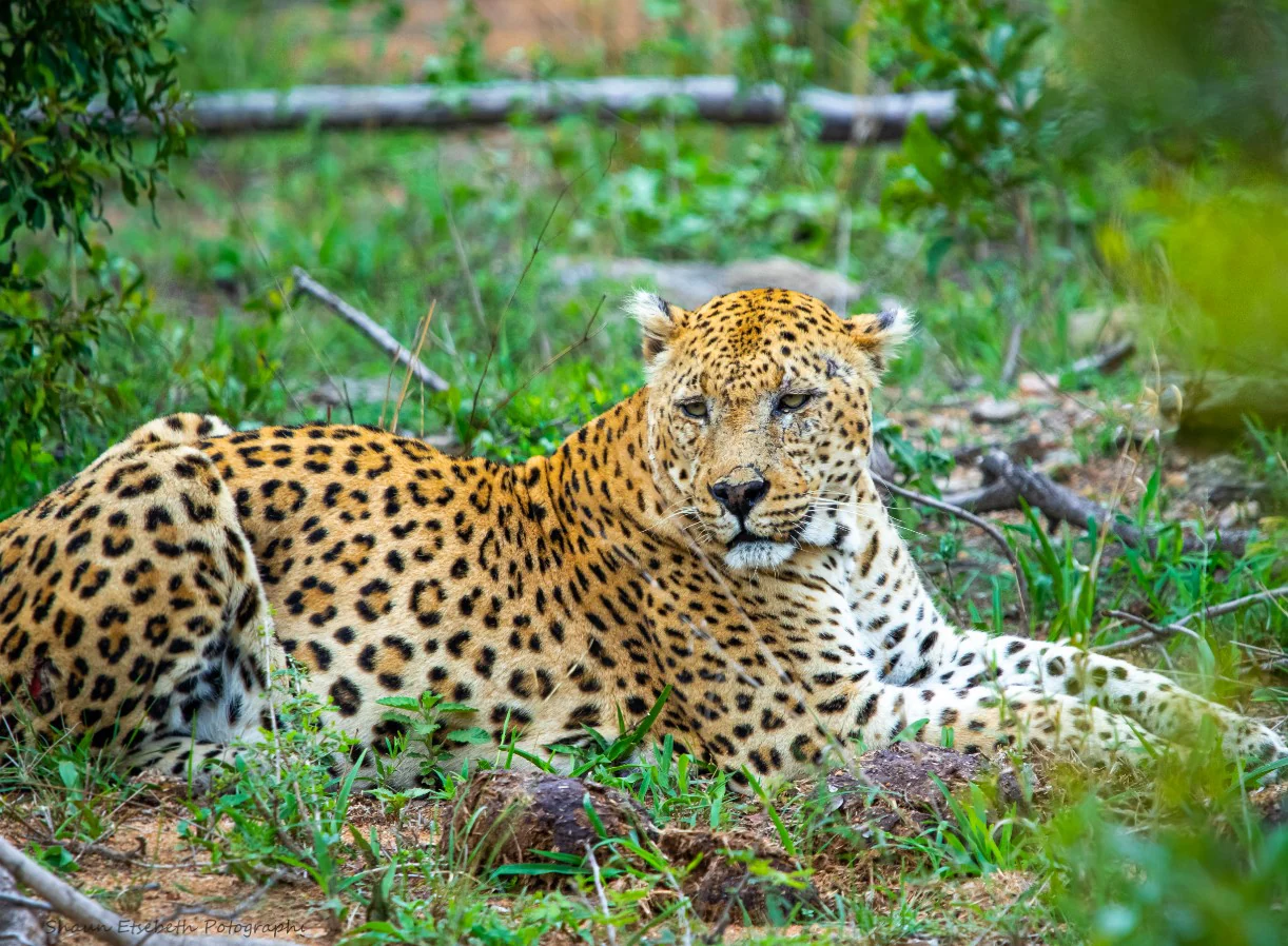 Lepard Print: 26 - Image 2