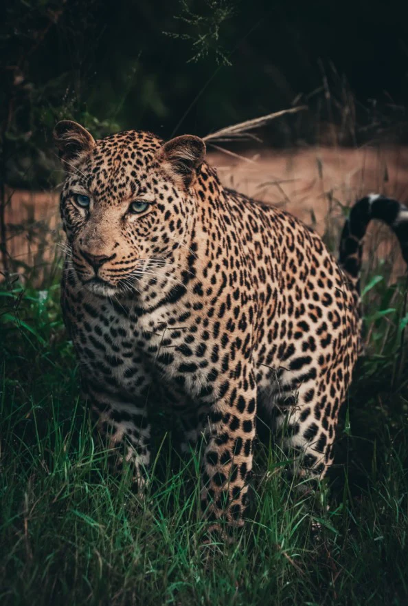 Lepard Print: 27 - Image 2