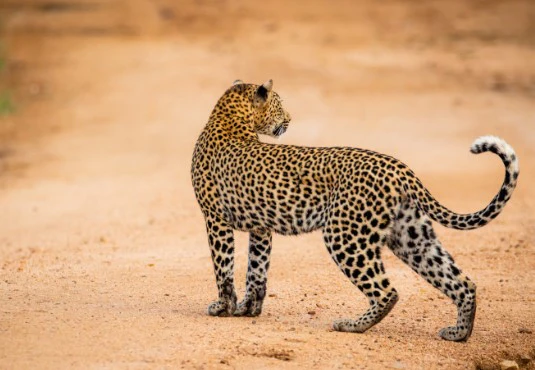 Lepard Print: 31 - Image 2