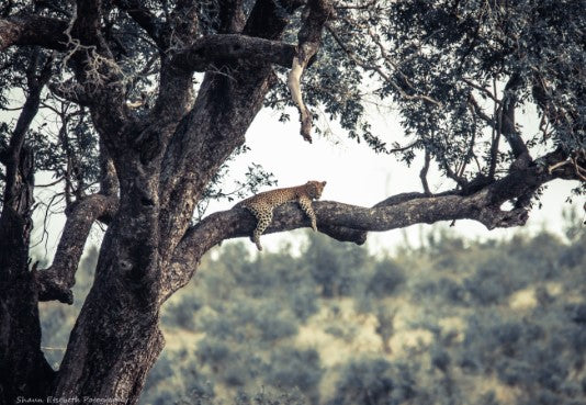 Lepard Print: 34 - Image 2