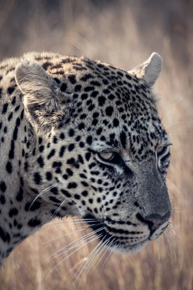 Lepard Print: 35 - Image 2