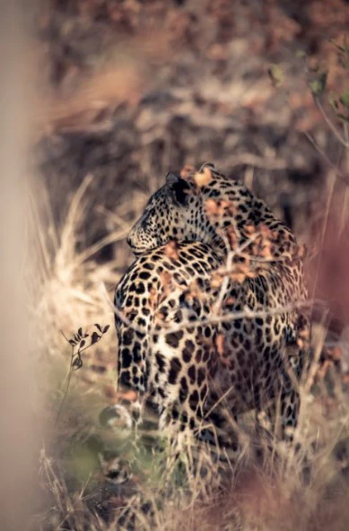 Lepard Print: 38 - Image 2