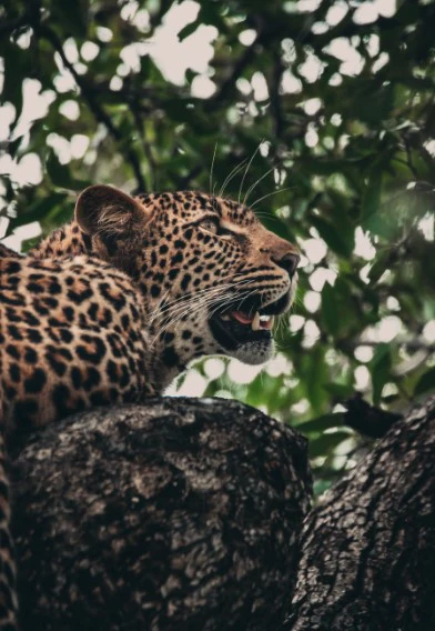Lepard Print: 39 - Image 2