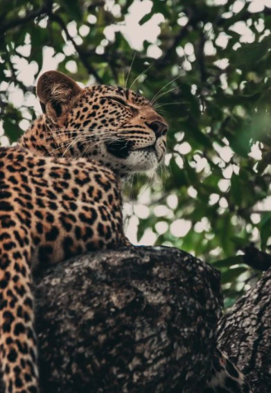 Lepard Print: 40 - Image 2