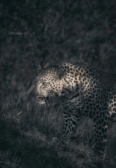 Lepard Print: 42 - Image 2