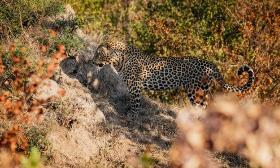 Lepard Print: 44 - Image 2