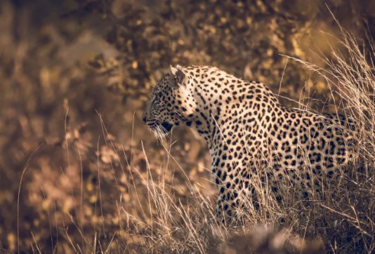 Lepard Print: 46 - Image 2