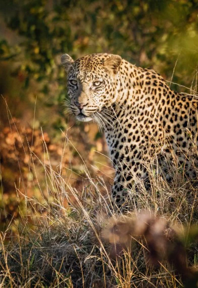 Lepard Print: 47 - Image 2