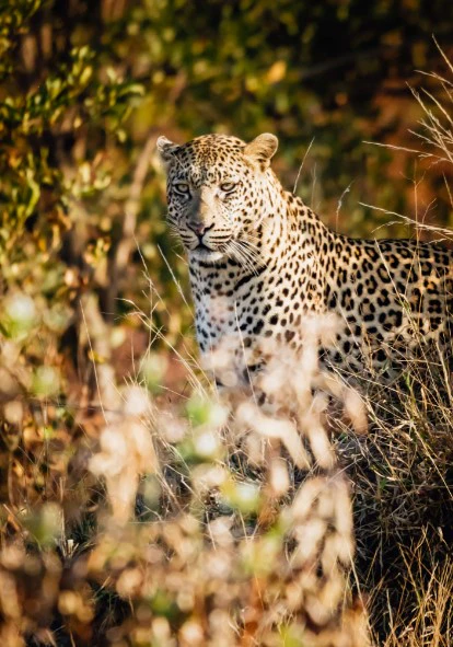 Lepard Print: 49 - Image 2