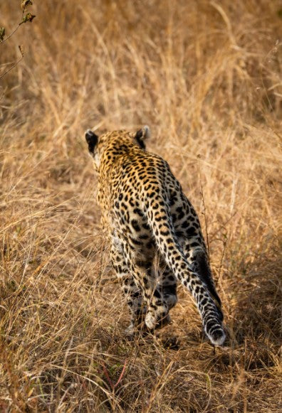 Lepard Print: 53 - Image 2