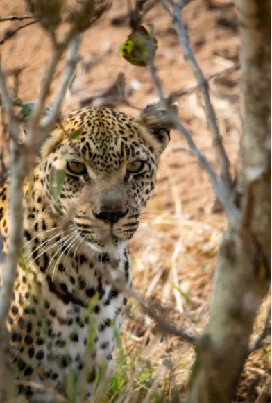Lepard Print: 54 - Image 2