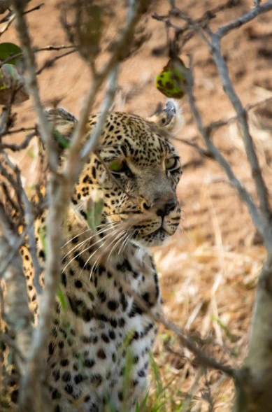 Lepard Print: 55 - Image 2