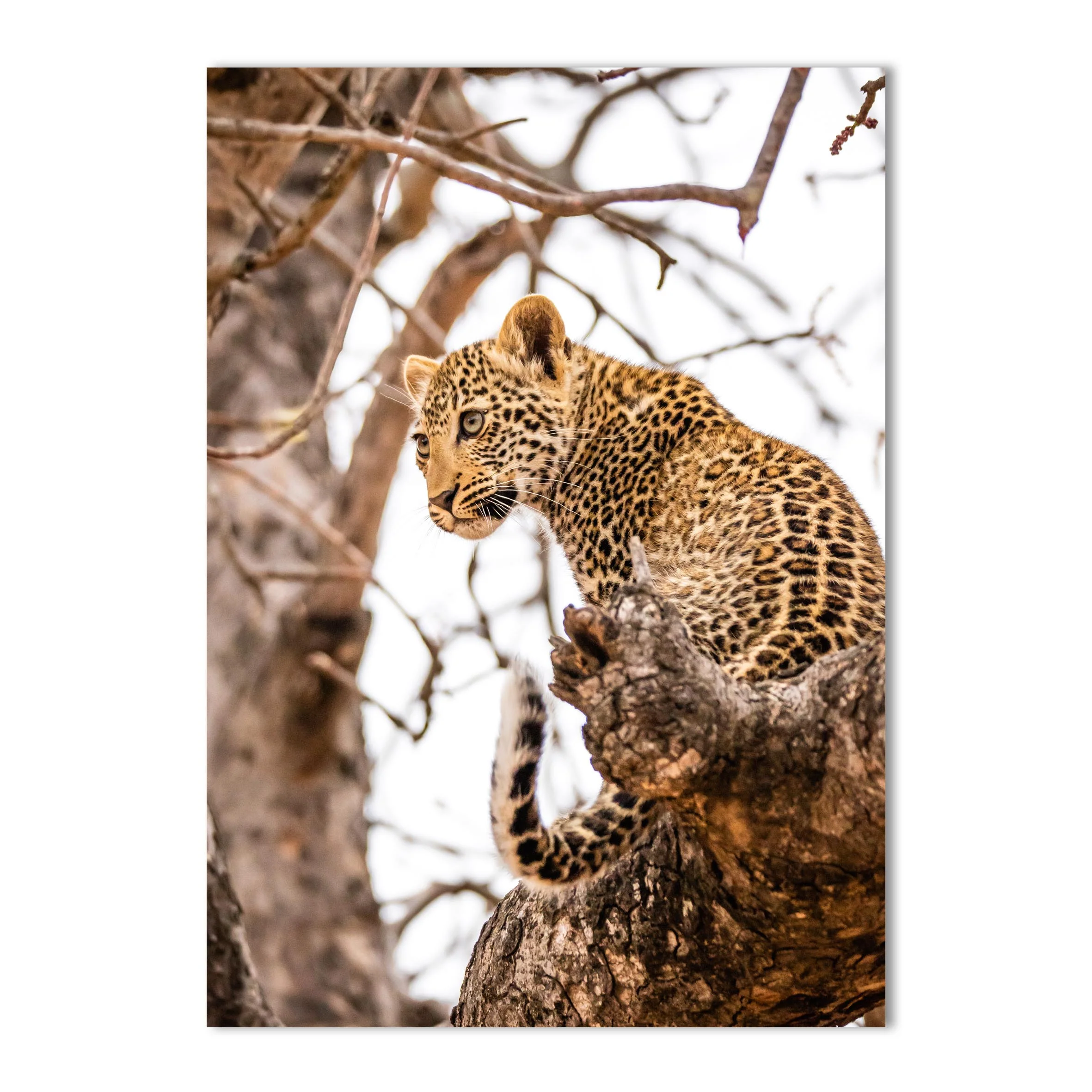 Lepard Print: 6 - Image 2