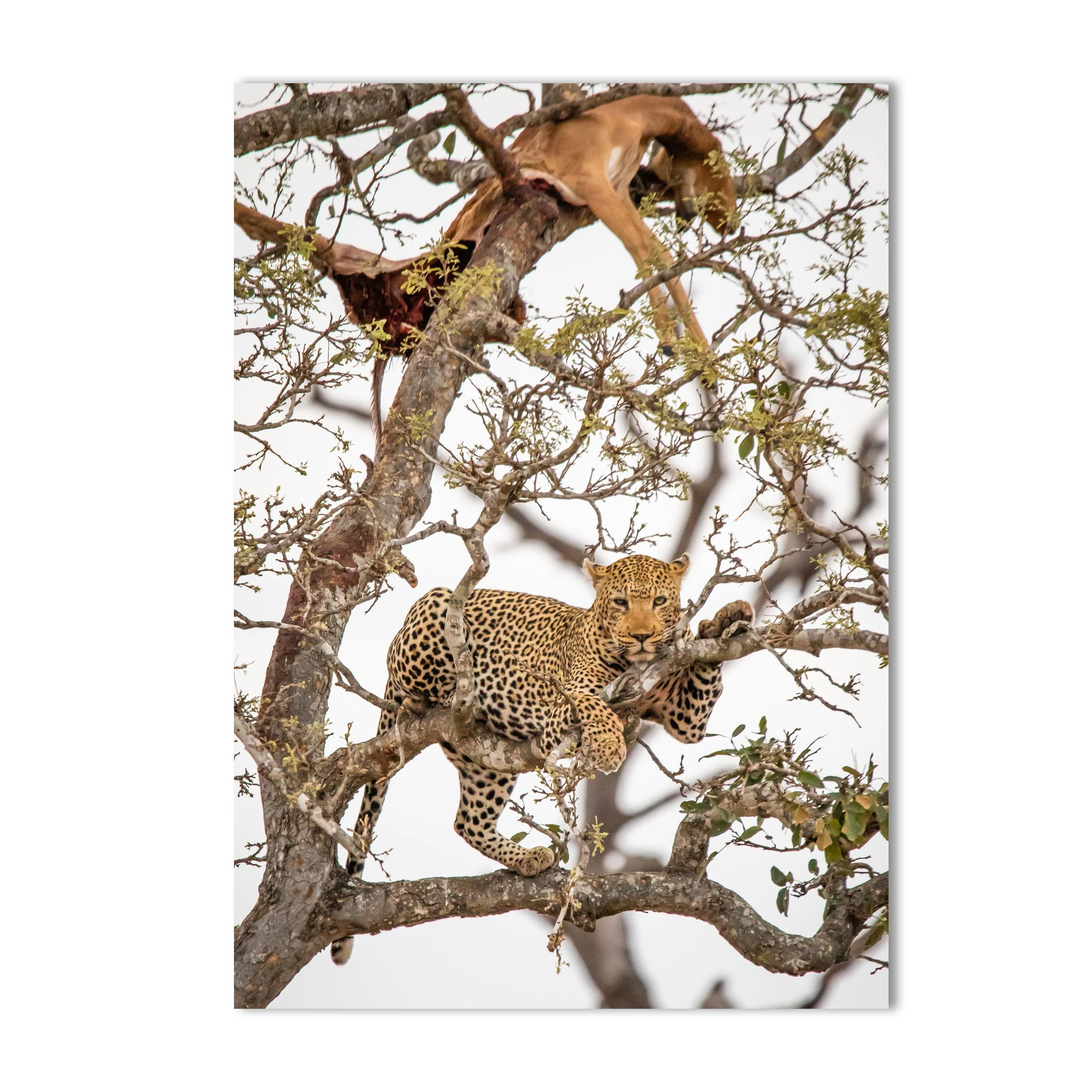 Lepard Print: 9 - Image 2