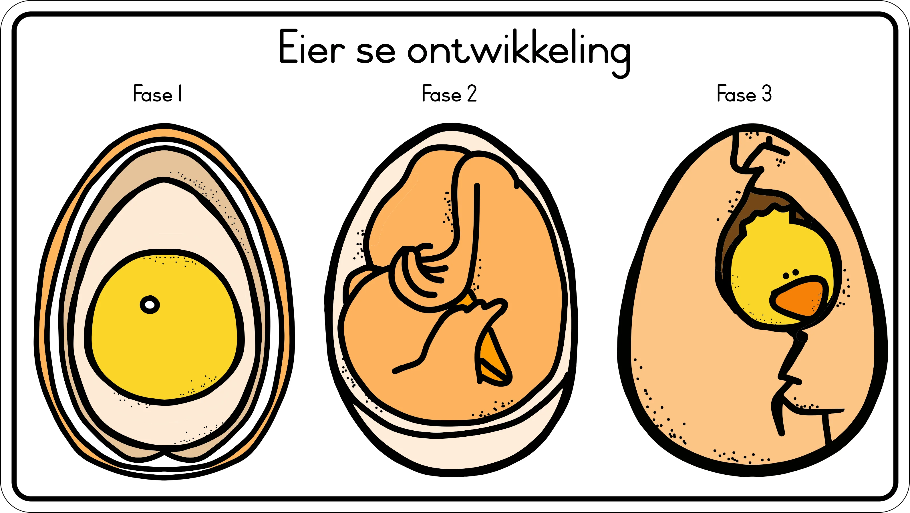 Lewensiklus van die hoender Fridge Magnets - (6 PER PACK) - Image 2