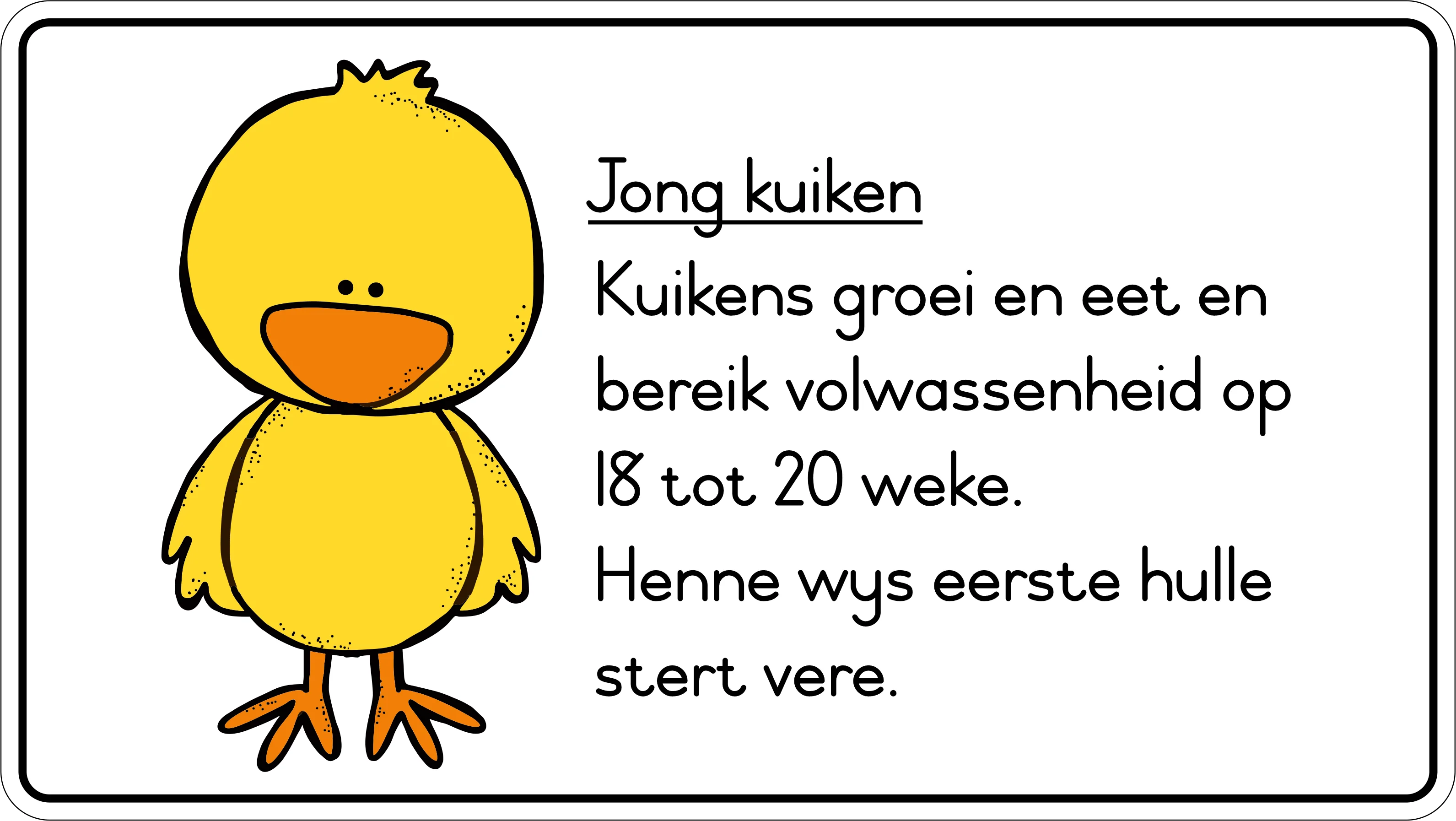 Lewensiklus van die hoender Fridge Magnets - (6 PER PACK) - Image 5