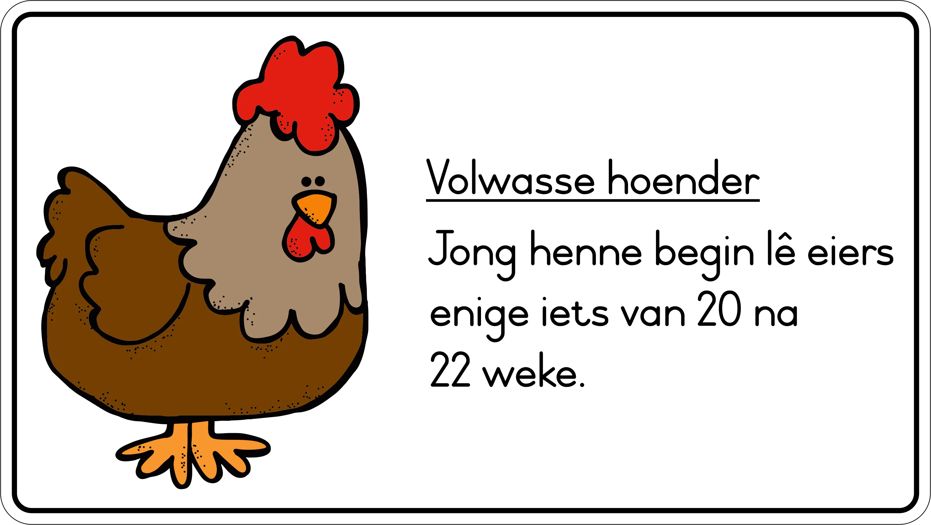 Lewensiklus van die hoender Fridge Magnets - (6 PER PACK) - Image 7