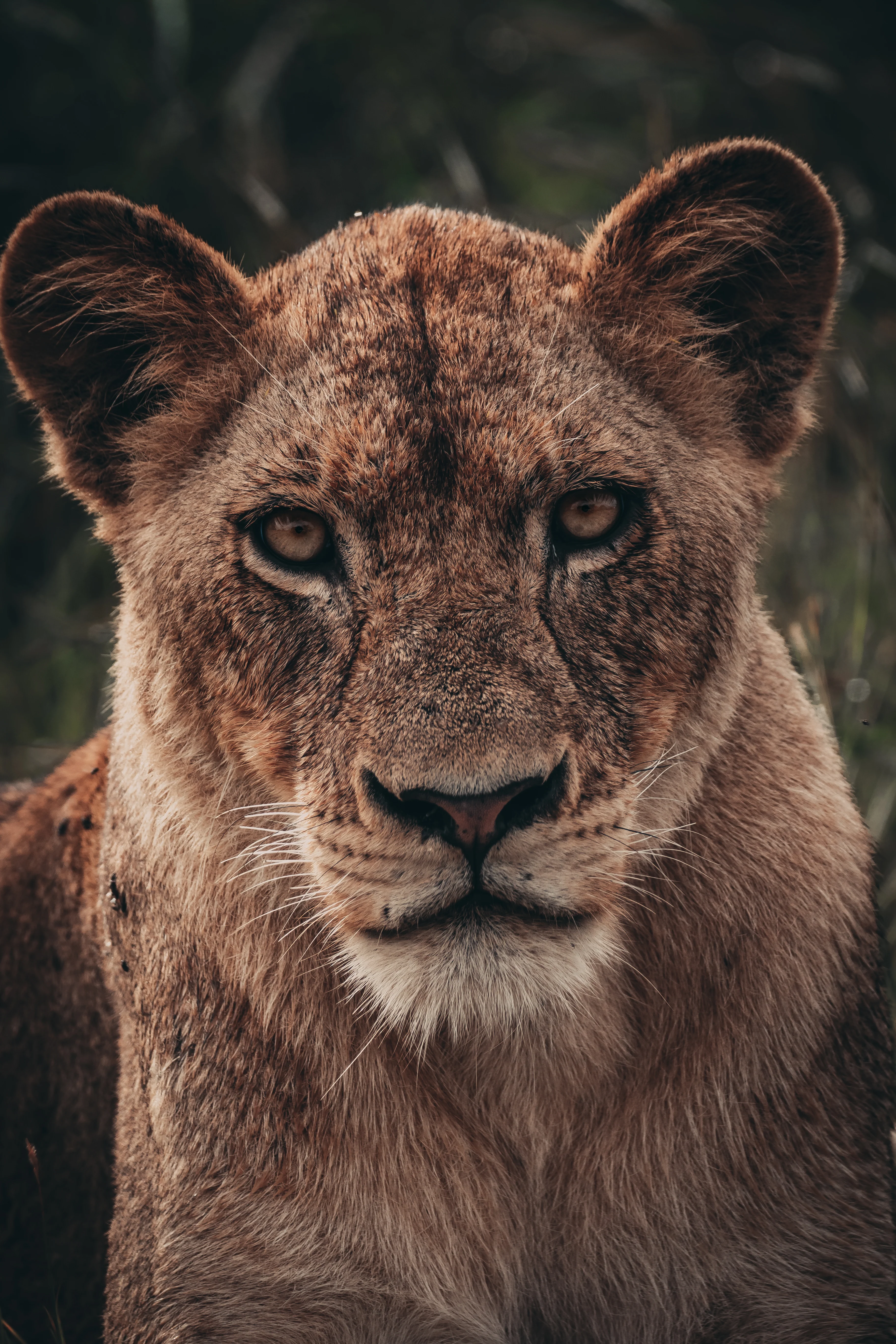 Lion Print: 22 - Image 2