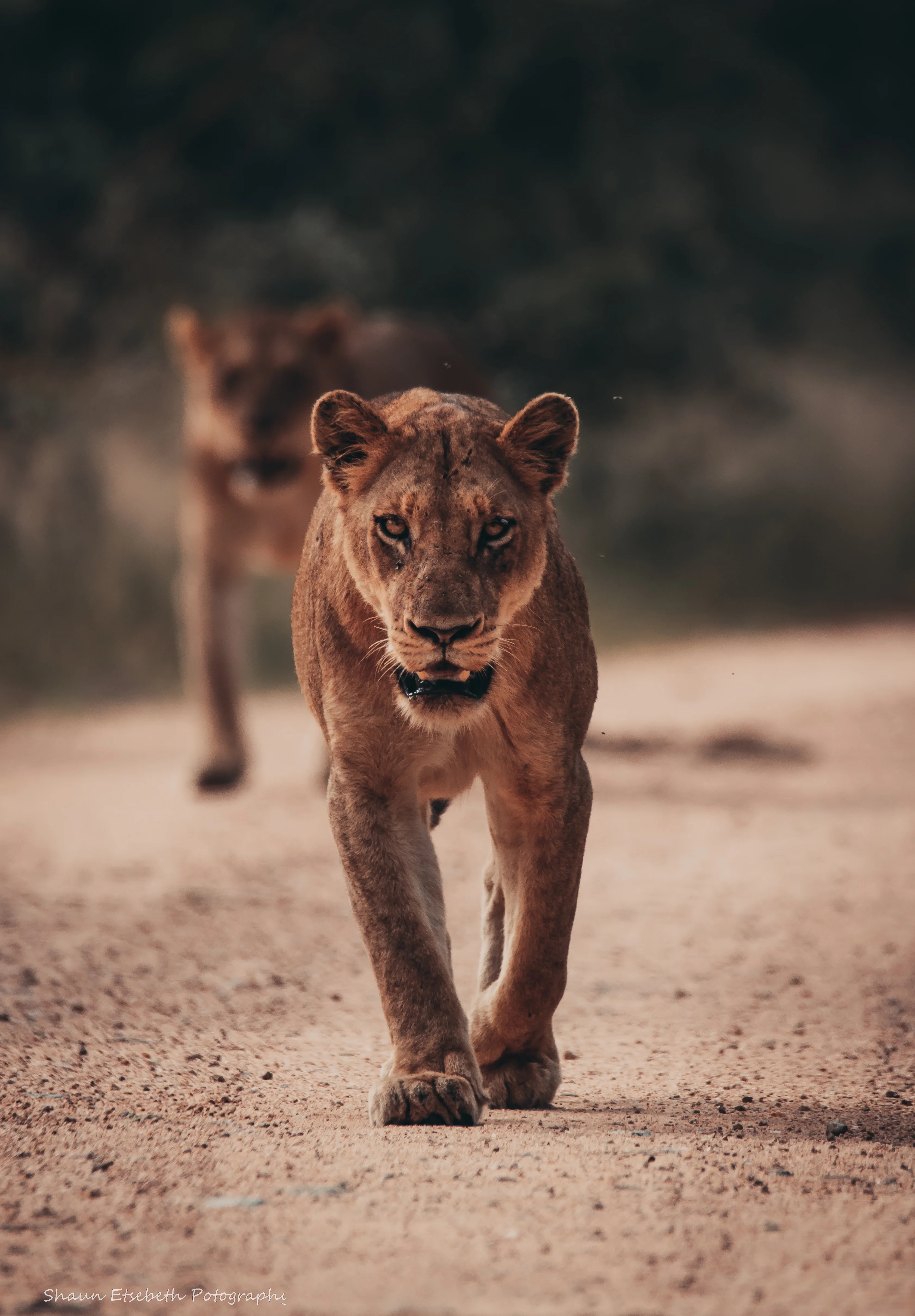 Lion Print: 23 - Image 2